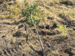 В Волгограде умирает последнее дерево парка вдов на Мамаевом кургане