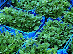 В Волгограде ликвидируют МКП «Горпитомник» 