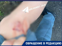 К мэрии и прокуратуре воззвали напуганные бродячими собаками и бомжами волгоградцы 