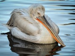 Птица с оригинальной прической пропадает из Волгоградской области