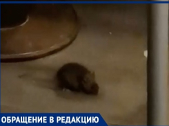 В Волгограде мыши распугали посетителей «Макдональдса»: видео