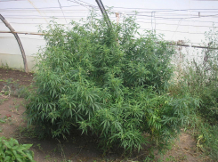 Под Волгоградом пенсионер вырастил 30 кустов конопли