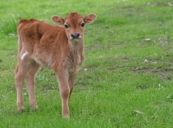 Под Волгоградом при пожаре погиб теленок
