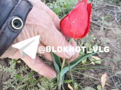 «Раньше по два ведра рвали»: краснокнижные тюльпаны зацвели под Волгоградом