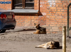 Нападениями собак в волгоградском микрорайоне Солнечном заинтересовался Бастрыкин