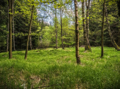 Убийством закончилась охота на сурков в Волгоградской области