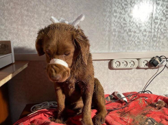 Волгоградцы спасают порванного стаей собак щенка