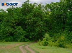 ФАС не нашла нарушений в контракте на вырубку дубов ради строительства дороги в Волгограде