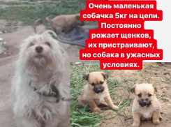 Превращенную в секс-рабыню болонку спасают волгоградские волонтеры