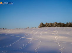  Пятый месяц ищут таинственно пропавшего Дмитрия Косова в Волгоградской области 