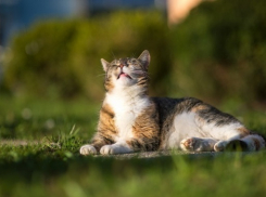 Народный День проводов весны в Волгограде пройдет жарко и без дождя