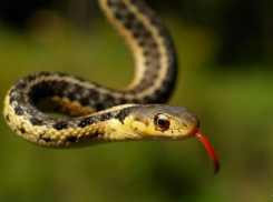 В центральный автовокзал Волгограда заползла змея