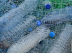 Волгоградским школьникам предлагают побегать и заодно очистить Волгу от мусора