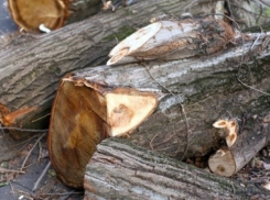 Волгоградский предприниматель незаконно вырубил вязы при строительстве магазина