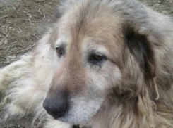 Жительница Волгограда бросила свою собаку умирать от голода и жажды за металлическим забором