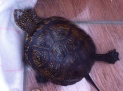 Черепаху оставили умирать под дверьми поликлиники в центре Волгограда 