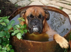 МЧС объявило экстренное предупреждение из-за жары +41 градус в Волгоградской области