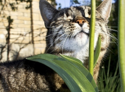 Жара до +31ºС придет в Волгоградскую область в День ловли карпов