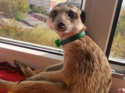 Сурикат из Волгограда скучает по Пумбе