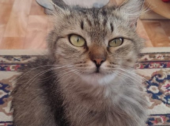 В Волгограде кошка спасла от неминуемой гибели при пожаре свою новую хозяйку
