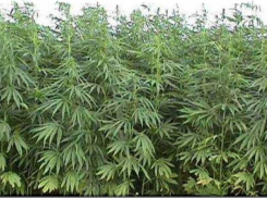 В Урюпинске хуторянин вместо петрушки выращивал в огороде коноплю