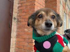 Самый крупный приют для собак в Волгограде оказался на грани закрытия из-за гигантских долгов