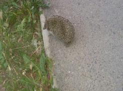 Волгоградцы сфотографировали гуляющего по дорожке ежика