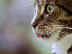 В Волгоградской области кошка с бешенством перед смертью успела укусить человека