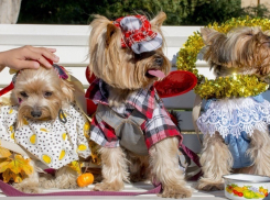 Морячка и Кармен: в Волгограде пройдет показ собачьей моды