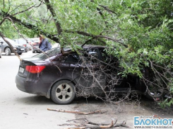 После дождя в Волгограде дерево упало на две иномарки