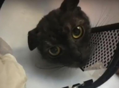 Забытую хозяевами на даче кошку с распухшей черной лапой нашли в Волгограде