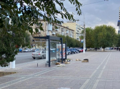 «Ходят дети и старики»: центр Волгограда затерроризировали нападениями бродячие собаки