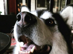 Волгоградского депутата Александра Осипова по утрам будит Моня