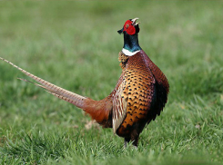 В Волгоградской области разрешили охотиться на фазанов