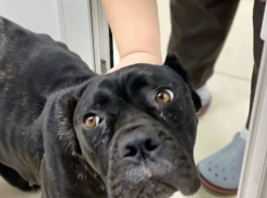 Эпидемия жестокости: волгоградцы обрекают на мучительную смерть породистых собак