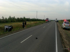 Выбежавший на дорогу под Волгоградом дикий лось спровоцировал страшное ДТП