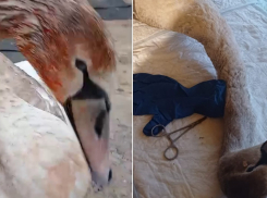 Лебеденка застрелили на юге Волгограда