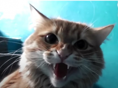 Волгоградка умерла от бешенства после укуса кошки