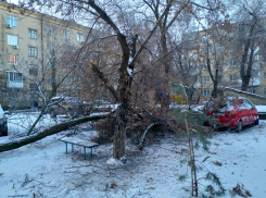 Иномарка чудом спаслась от рухнувшего дерева в тихом дворе центра Волгограда