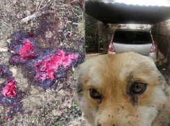 Дачник рассказал, почему расстрелял собаку в Волгоградской области