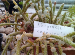 Редкий кактус покрылся жемчужными бусинами в Волгоградском ботаническом саду