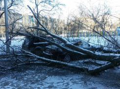 В Волгограде рухнувшее дерево повредило две иномарки и «Ниву» 