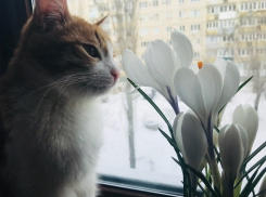 Синоптики прогнозируют снежную ночь перед Рождеством в Волгограде