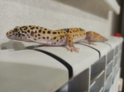 «А счет за отопление принесут полностью»: волгоградцы полмесяца сидят в ледниках-квартирах