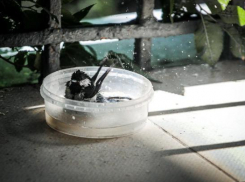 Июльская жара пожирает волгоградцев в сентябре