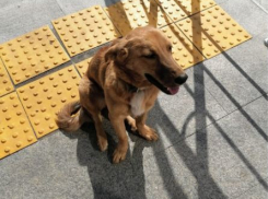 Волжская «Хатико»: в городе-спутнике Волгограда собака почти неделю ждет пропавшего хозяина на вокзале