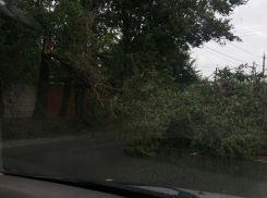 Шквалистый ветер в Волгограде ломает деревья