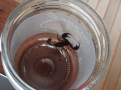 Скорпион заполз в квартиру волгоградца