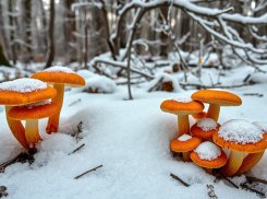 «Январь-месяц, а у нас - грибы!»: лес под Волгоградом удивил опятами
