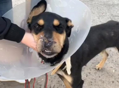 Пса с отстреленным носом везут из Волгограда в Москву для восстановления дыхания